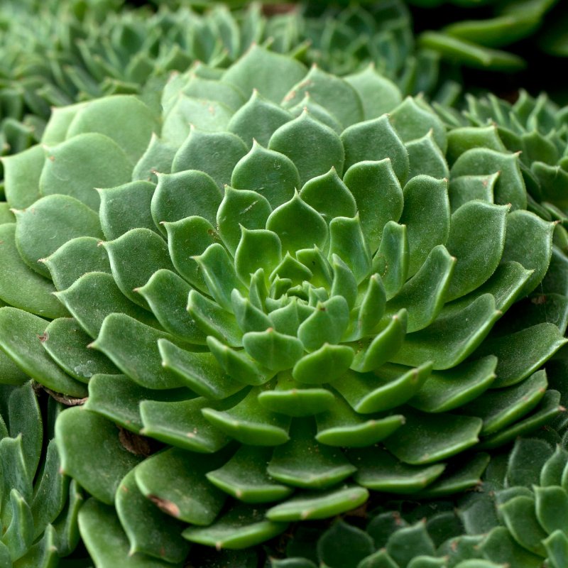 Plantes Vivaces