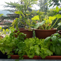 Mon potager urbain